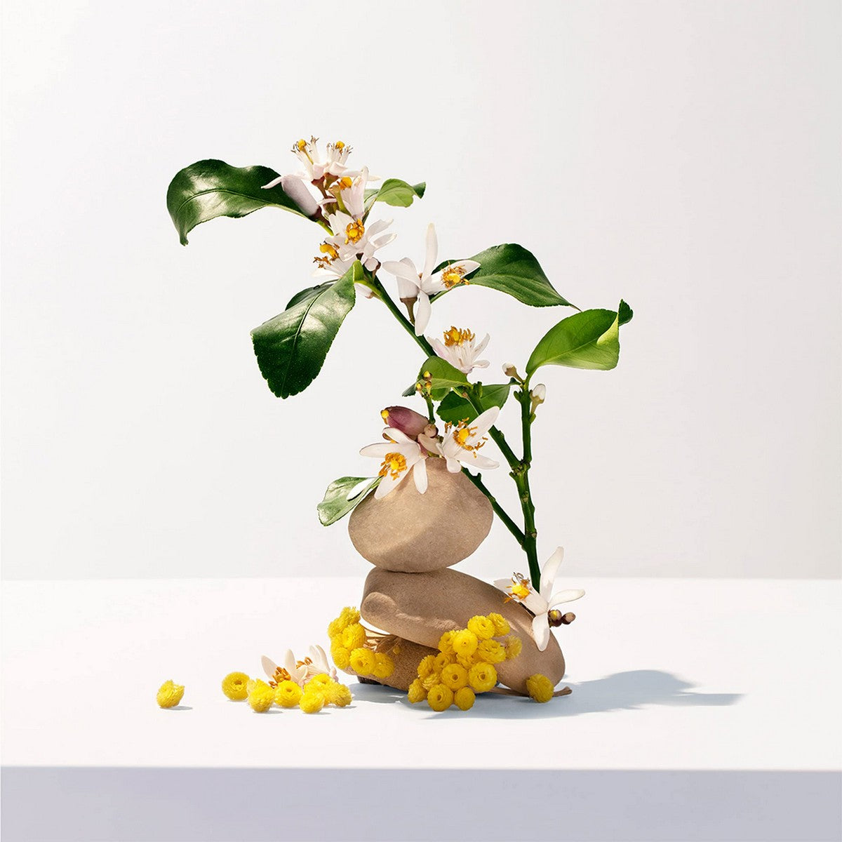 V11HED75214CB6F40A58C4E1BADDC13DB04AR3295177P2